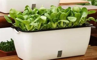 用塑料盆种菜有没有毒，蔬菜的根系无法吸收其中的有毒物质