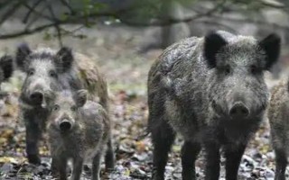 野猪成灾怎么办,可采取修建水泥墙、利用声音或气味驱逐等措施