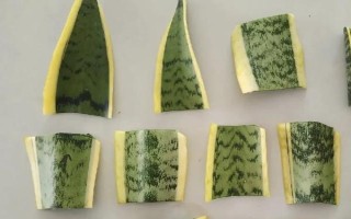 秋天可以扦插虎皮兰吗,虎皮兰秋天能扦插