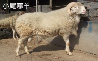 羊的繁殖性能介绍，不同品种的繁殖能力有区别