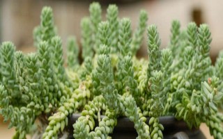 玉缀叶子干瘪萎缩的原因，可能是光照过强或浇水过多等