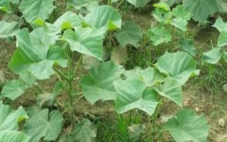怎么防治泡桐苗木的常见病虫害,需根据实际情况采取针对性措施