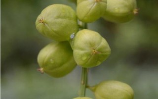 巴豆简介,属常绿灌木或小乔木