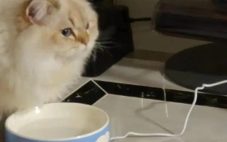 猫总打喷嚏的原因，可能是过敏了或鼻子有异物等