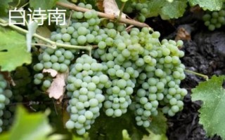 绿色葡萄品种,包括碧香无核、阳光玫瑰、绿玫瑰等类型