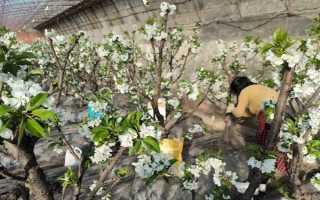 车厘子怎么种植,萌芽开花期、果实生长期都要追肥