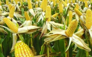 元玉8号玉米种子介绍，两年区试平均生育期135天