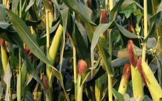 纵横618玉米种子特点，注意防治瘤黑粉及地下害虫