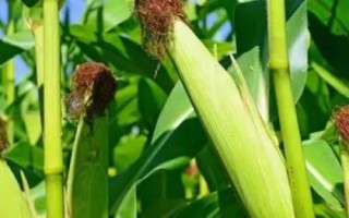 银兴718玉米种子特点,中抗穗腐病