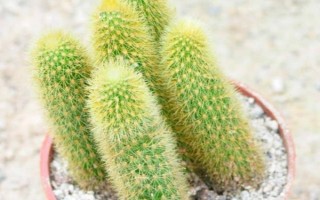 黄金钮的花语，寓意美好、温暖的家庭等