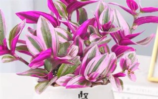 冬天怎么养油画婚礼吊兰，温度控制在20-25度左右