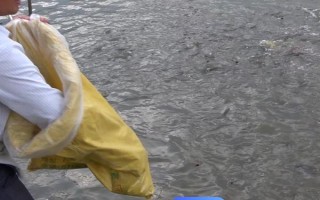 养殖黄花鱼喂养什么饲料，可选择小鱼、小虾以及扇贝类