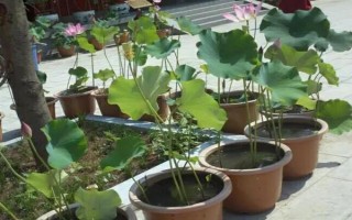 莲花的开放季节，大多为6-9月份