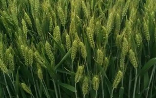 有哪些抗锈病的小麦品种，有泰麦733、西农857等