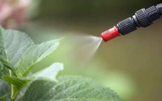 大棚蔬菜喷粉的注意事项，谨记以下4点