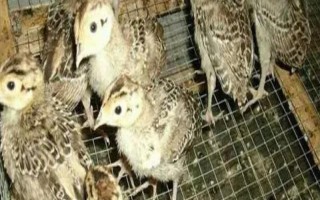 野鸡苗公母如何鉴别，以翻肛鉴别为主