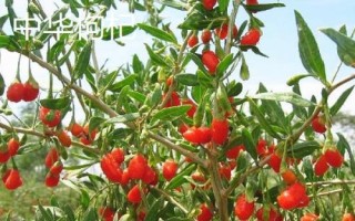 枸杞苗适合什么时候种植，每年春季的3-4月成活率最高