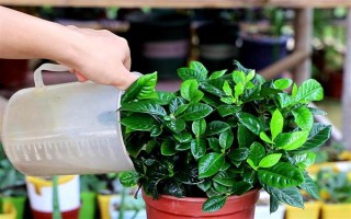 栀子花不开花的原因，主要是湿度过低、光照不足、施肥不当引起