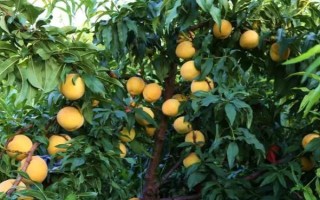 黄桃北方能种植吗，在北方是可以种植黄桃的