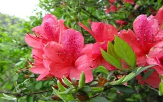 干杜鹃花树枝能养多长时间，只能养50天左右