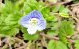 阿拉伯婆婆纳草有哪些特点，高约10-50厘米