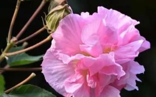 芙蓉花什么时候开,花期在每年的7-10月份