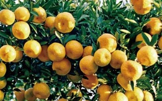 福建永春县的特产，有永春芦柑、佛手茶等