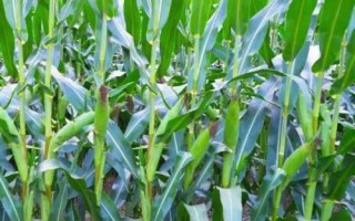 SK4517玉米种子特征特性,中抗茎腐病
