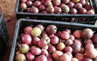 百香果什么时候成熟,7-9月份成熟