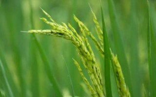 天禾糯1号水稻品种的特性，每亩基本苗5--6万