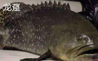 石斑鱼的种类，种类繁多分布在不同地区