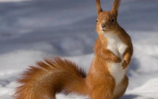 松鼠尾巴断了还能不能长，断了不能重新长出来