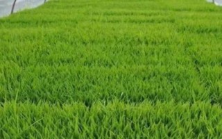 水稻秧苗多少天可以移栽，通常35-40天左右便可移栽