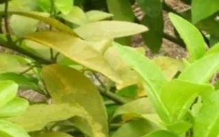 除草剂药害如何补救，可用喷灌机械水淋洗