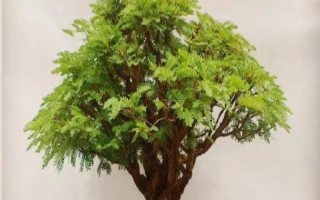 合欢花的盆景制作方法，首先需要挑选优良的树