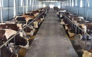 养牛防疫注意事项,接种疫苗时切勿超剂量使用