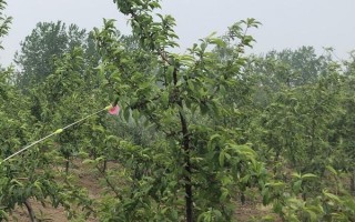 呋虫胺的使用注意事项，要避免在蚕室、桑园附近用药