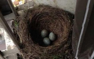 麻雀蛋凉了还能孵化吗，时间稍微短一些的话影响不会特别大