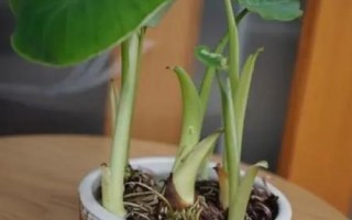 芋头盆栽种植方法，选择透气性好的花盆