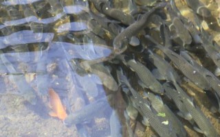 军鱼的养殖条件，一定要定期换水和增氧