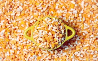 合格玉米种子的指标,包括发芽率、纯度、净度等