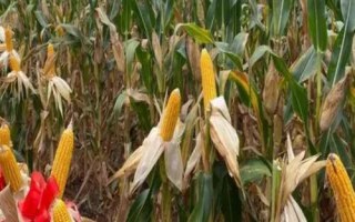 NZ100玉米种简介，每亩种植密度4000株左右
