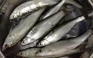 白条鱼能不能养活，虽然能养活但非常不好养