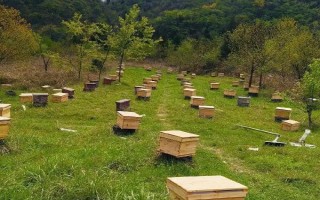 蜂群失王的原因，蜂王患病是最常见的原因