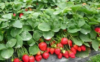 一亩大棚草莓的利润多少，头年利润大约为17000元左右