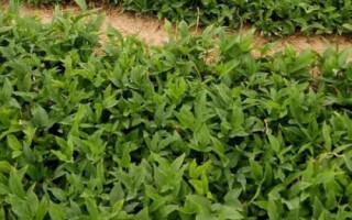 半夏是什么植物，是多年生草本植物