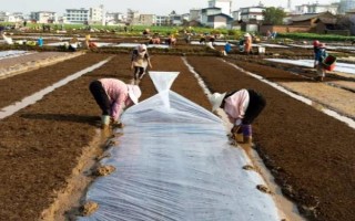 茴香的收获时间,5-6月份和9-10月份均可收获