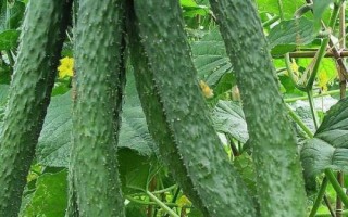 哪些蔬菜在8月份种植,包括黄瓜、西葫芦、芥菜等品种