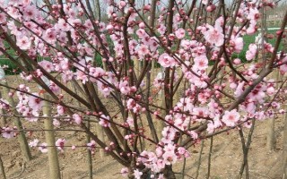 美人梅的种植方法，幼苗期注意做好防寒工作