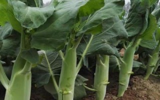 芥兰有哪些品种，按颜色可分为白花芥兰、黄花芥兰